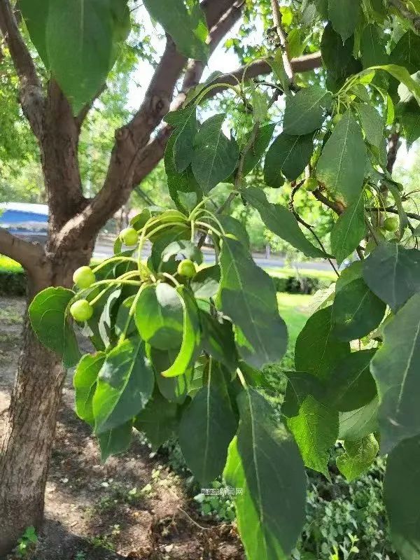 树山梨什么时候买 ad9f-ba0dc2f9c14032fb0d69646ef415ca51.jpg