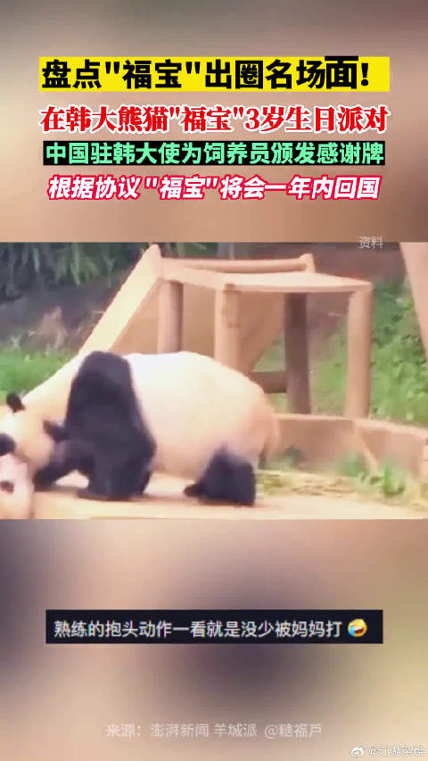 盘点福宝出圈名场面！在韩出生的大熊猫“福宝”迎来3岁生日