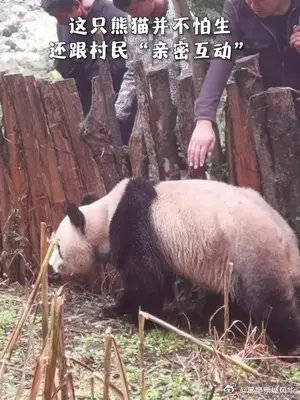 四川一玉米地现高龄野生大熊猫，与村民“亲密互动”！