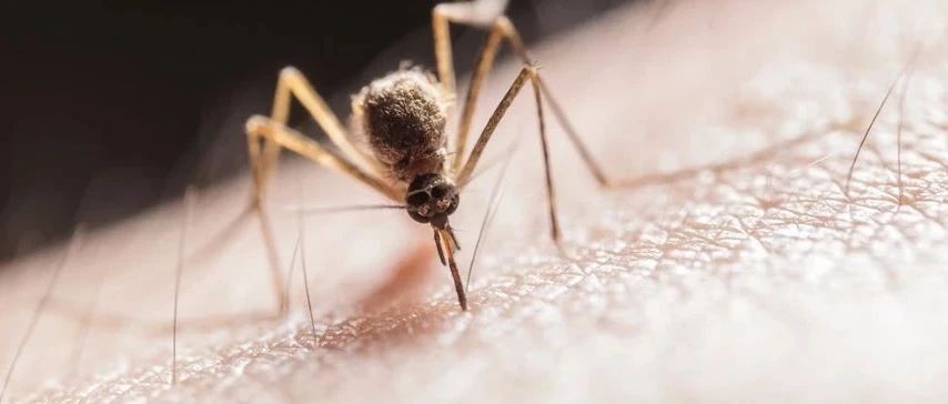 孩子被蚊虫叮咬后，怎么用药好得快？