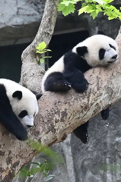 什么动物能打过熊猫 62fa-7f889a6e6e989e9e99beff9aa609226c.jpg