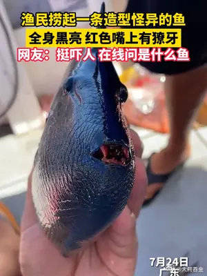 7月24日，广东，渔民捞起一条造型怪异的鱼，全身黑亮……