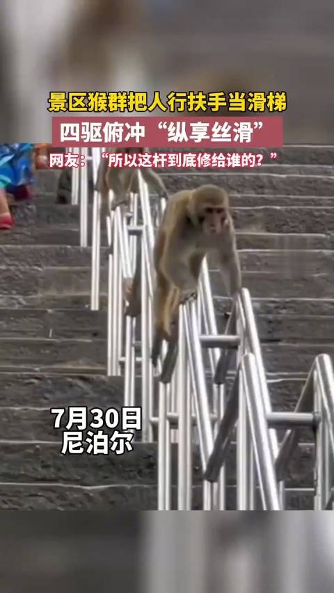 未来的高智商猴子？巴厘岛猴子学会勒索，给足赎金才归...