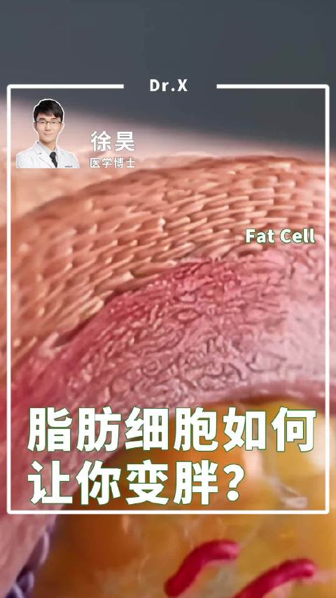 脂肪细胞是怎么让你变胖的？|减肥_新浪新闻