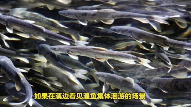 青海湖的“惩罚”:3年吃掉7.5万吨,湟鱼陷入危机...