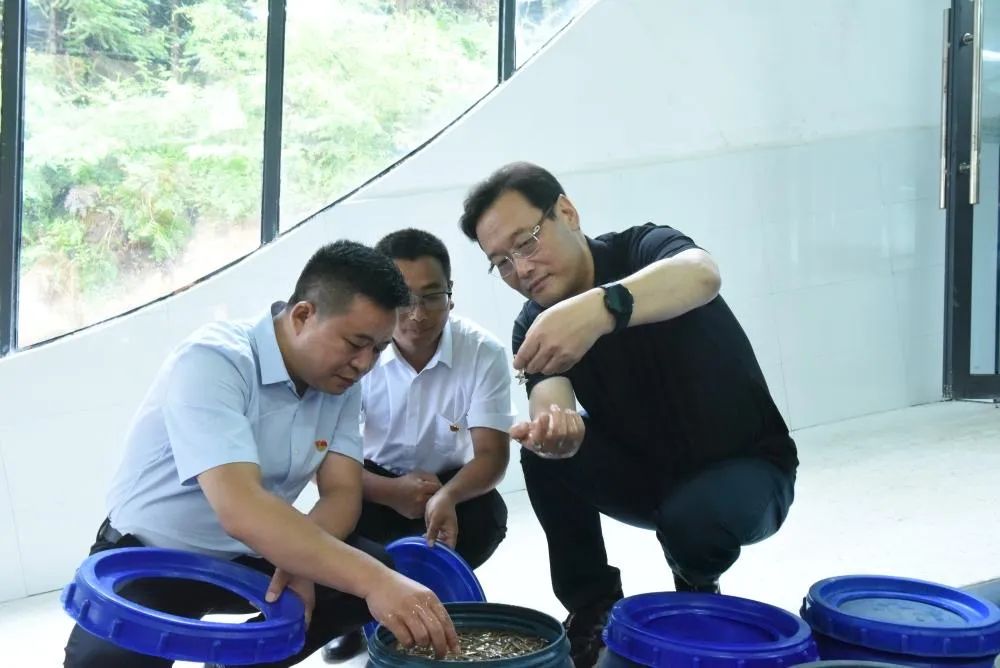 石柱县委书记张华（右一）调研莼菜产业发展工作。