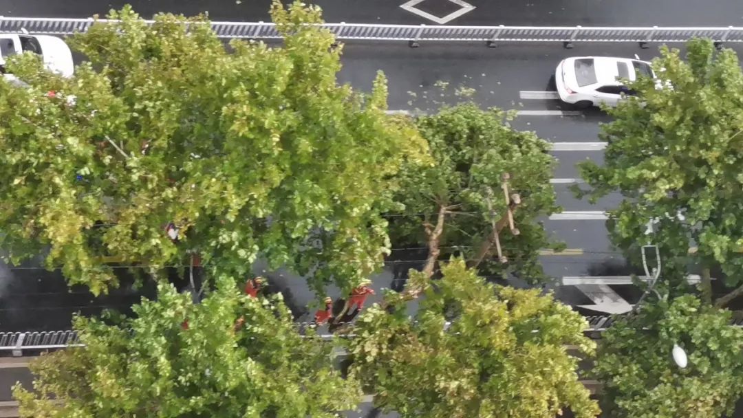 石家庄市中山路东向西接近青园街路口附近,行道树倒伏。