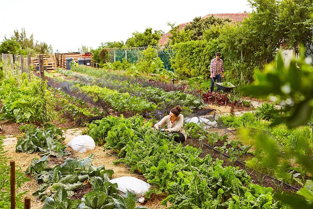 北上广的年轻人，周末扎堆「共享菜地」
