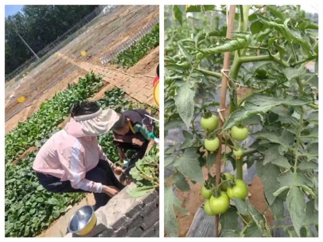 北上广的年轻人，周末扎堆「共享菜地」