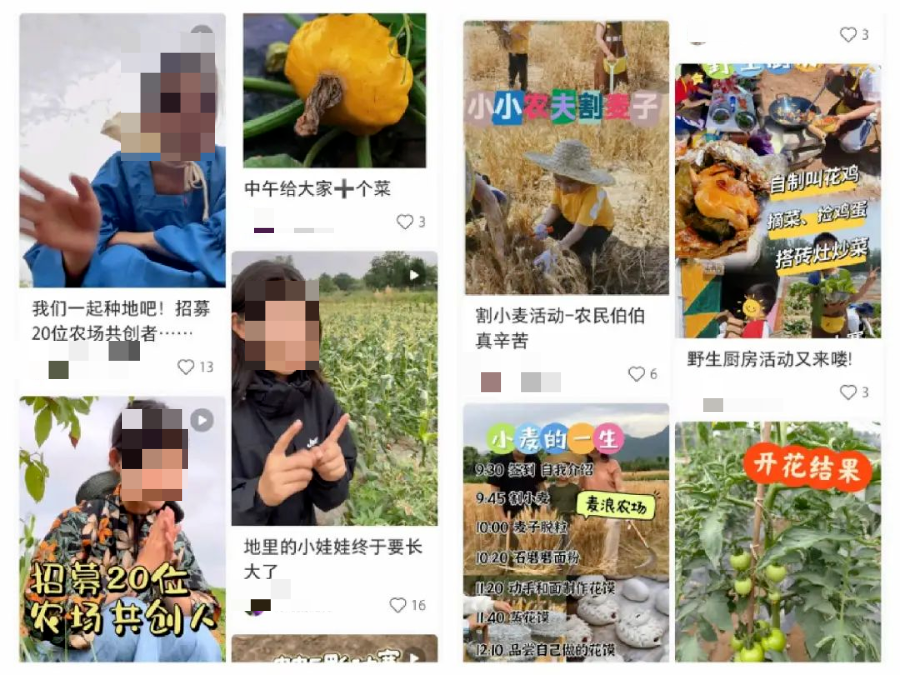 北上广的年轻人，周末扎堆「共享菜地」