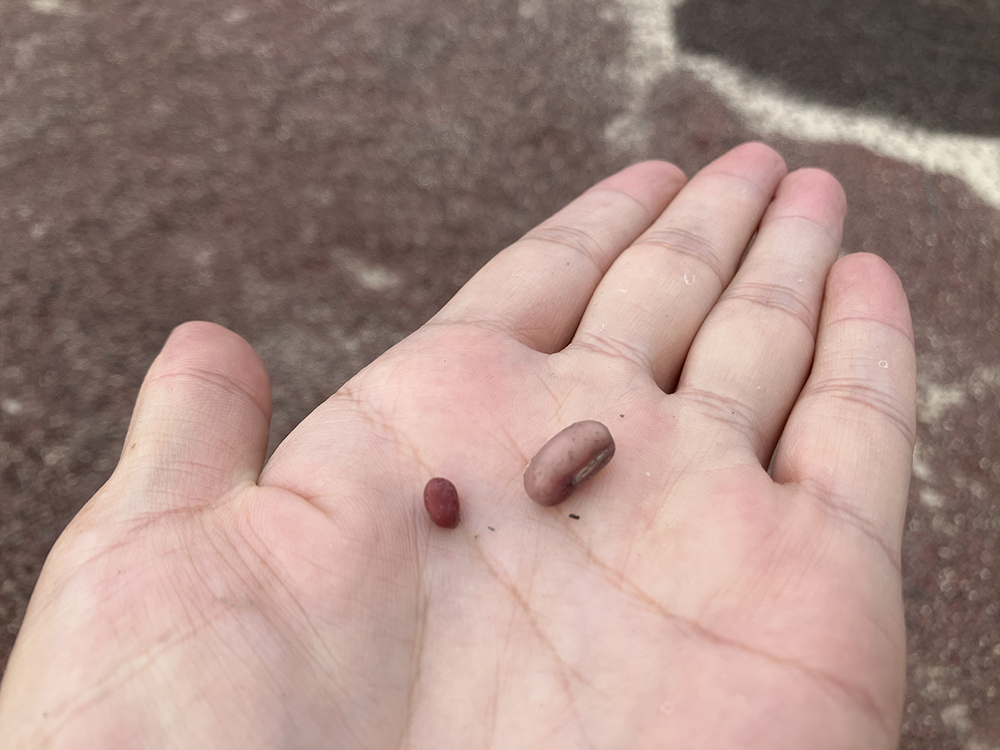 未泡水的红豆和泡发后的红豆大小对比。