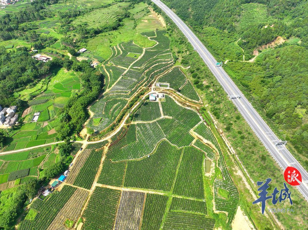 肇庆:三镇连片打造“岭南古都”绿美乡村新样本|肇庆市|乡村振兴_新浪新闻