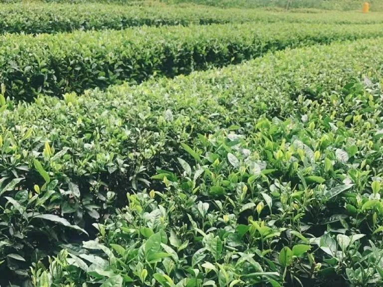 北京茶饮店（北京茶饮加盟网）