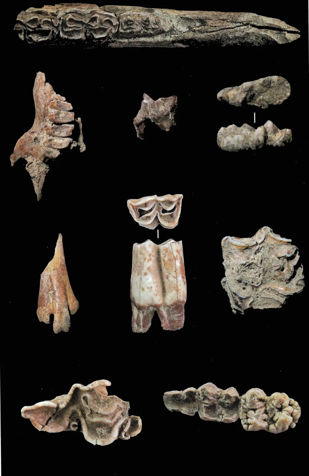 水洞沟猿人（水洞沟原始人）