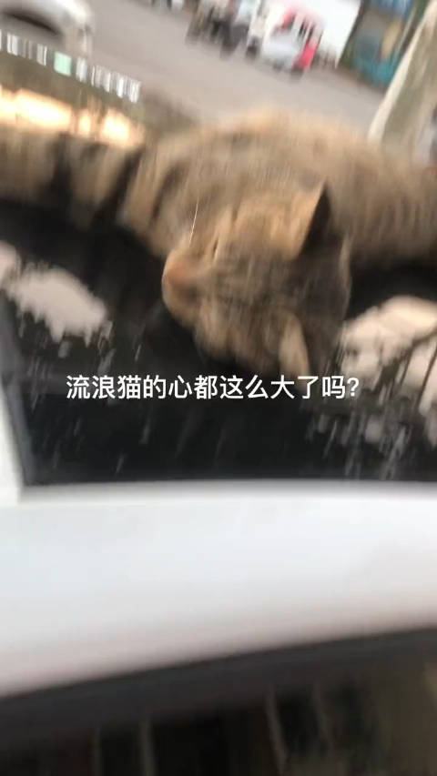 猫哥：听不懂思密达