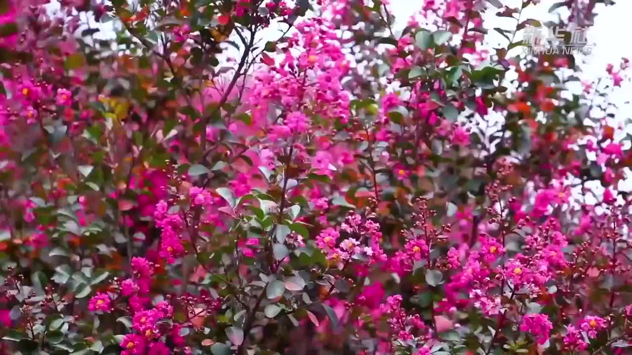 江苏溧阳：万株紫薇 花开似锦|夏紫薇|江苏省_新浪新闻