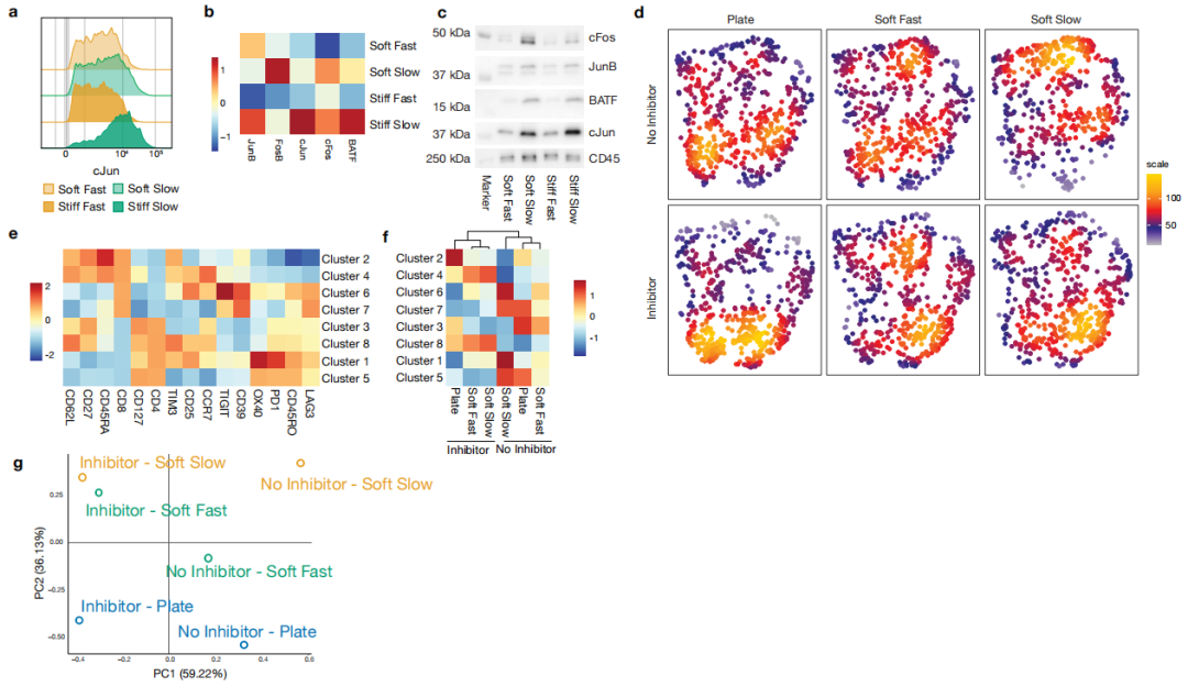 细胞骨架研究进展综述怎么写，细胞骨架研究方法