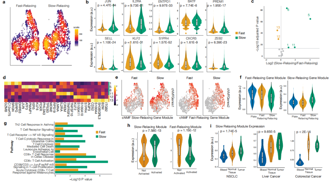 细胞骨架研究进展综述怎么写，细胞骨架研究方法