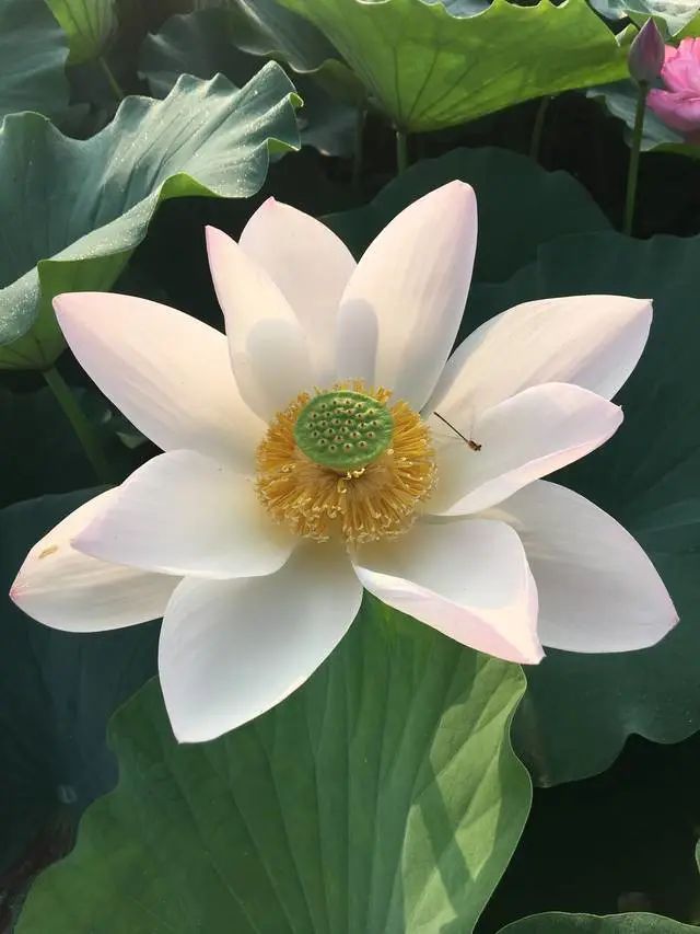 绿叶绽放40章 a9ca-d4ca6ce8e37532e59958d9360afd5c03.jpg