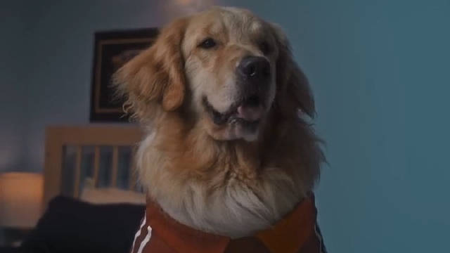 好可爱！Netflix发布《心跳漏一拍》第二季片段，但是是狗狗版