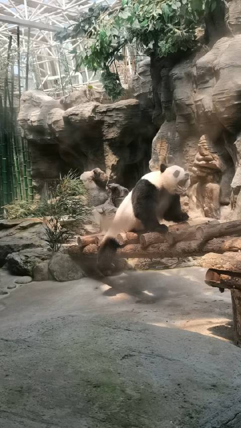 打卡北京动物园，天气太热，好多馆没去，重点看了大熊猫……