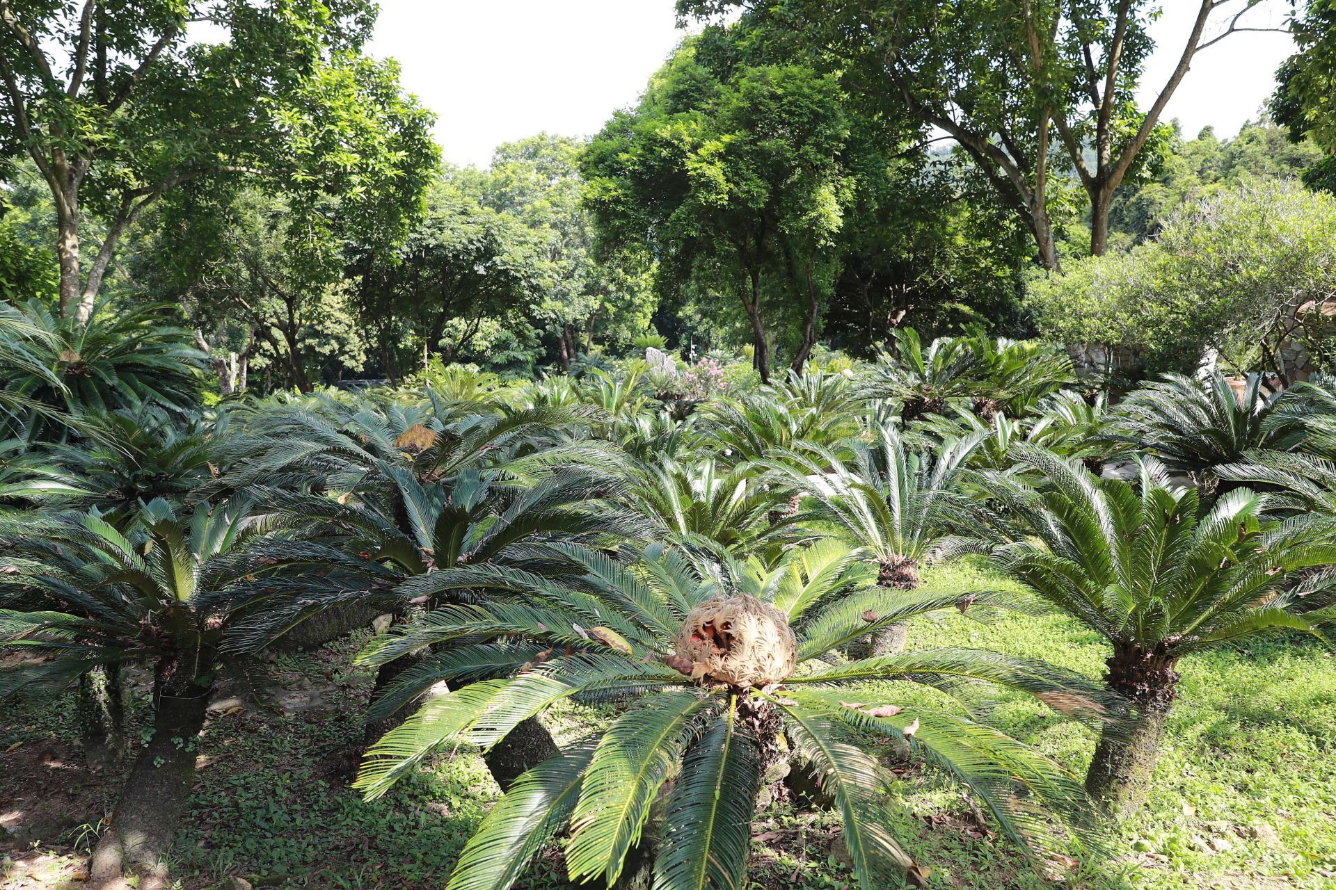 河源学生品茶上课