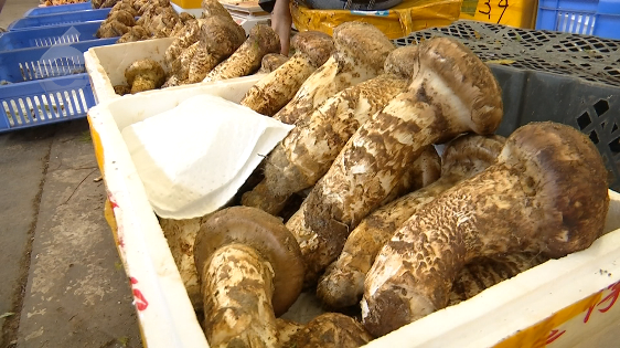 松茸多少钱一斤哪里买 dc96-8a9bad65ecec5945ed777df290267977.png