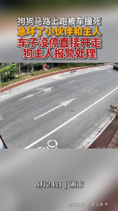 狗狗马路上跑被车撞死，急坏了小伙伴和主人车子没停直接开走……