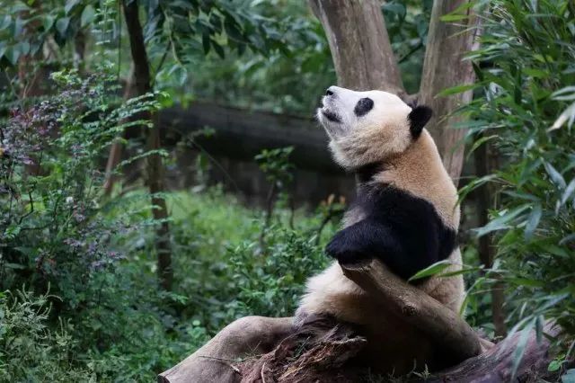 ▲成都大熊猫繁育研究基地的“熊猫网红”花花 (图源:新华社 陈居伟 摄)