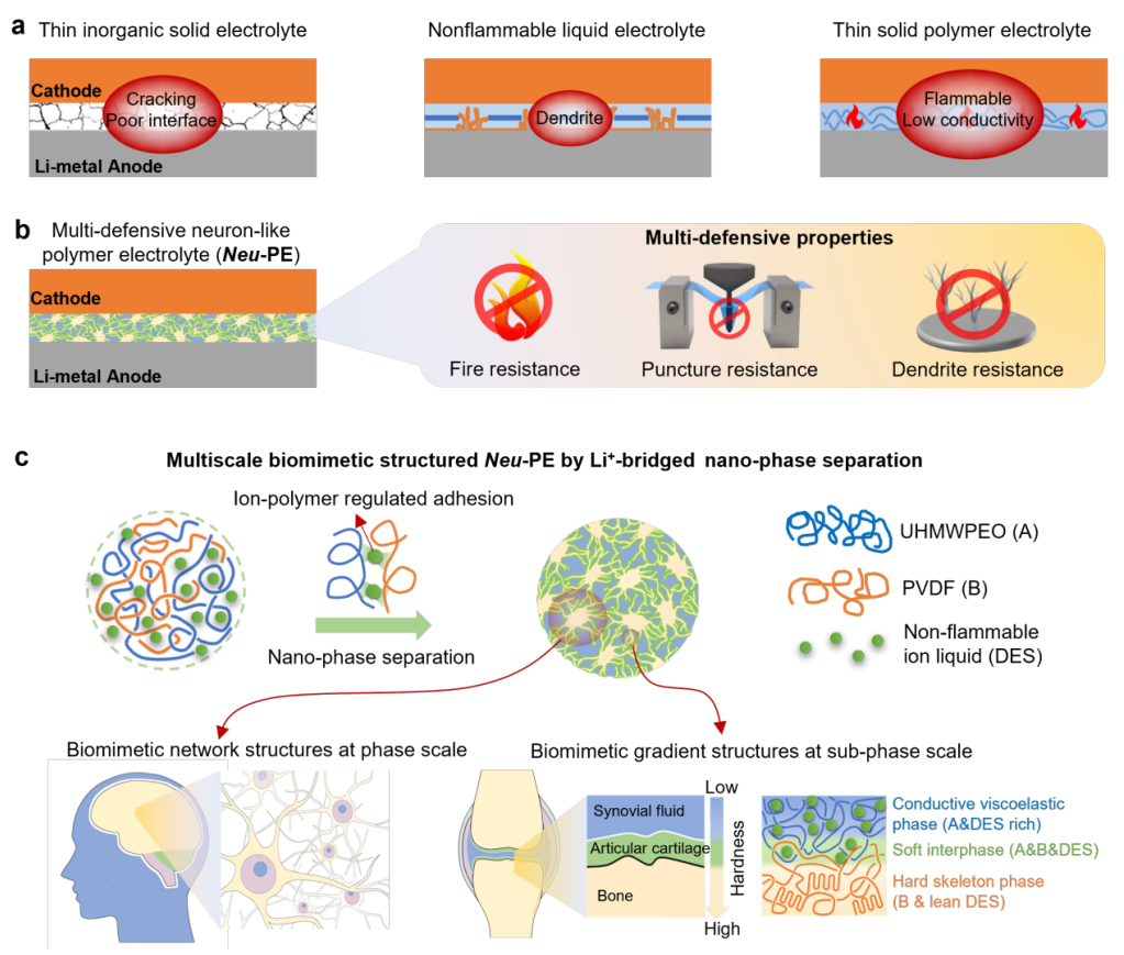 人体神经网络循环，人体神经网络信息