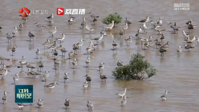 勺嘴鹬来啦！候鸟秋迁先头部队已抵达江苏|江苏省_新浪新闻