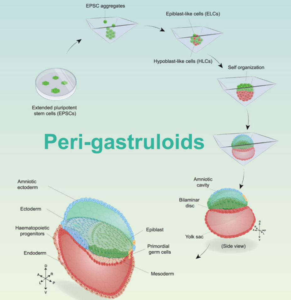 科学家公布未来人类的模拟图，科学家推测人类的最终形态