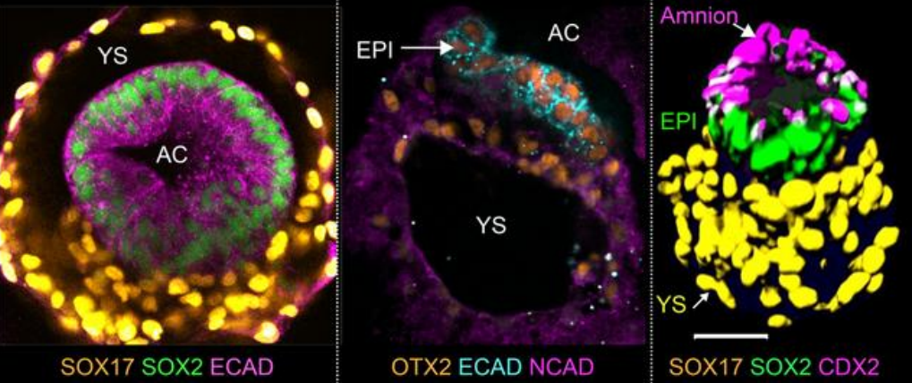 科学家公布未来人类的模拟图，科学家推测人类的最终形态