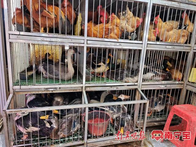 市场里鸭子品种较多