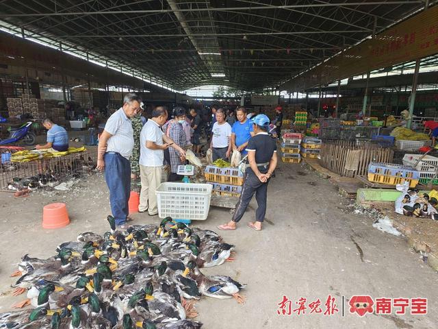 南宁市三津活禽交易市场,市民商户采购忙