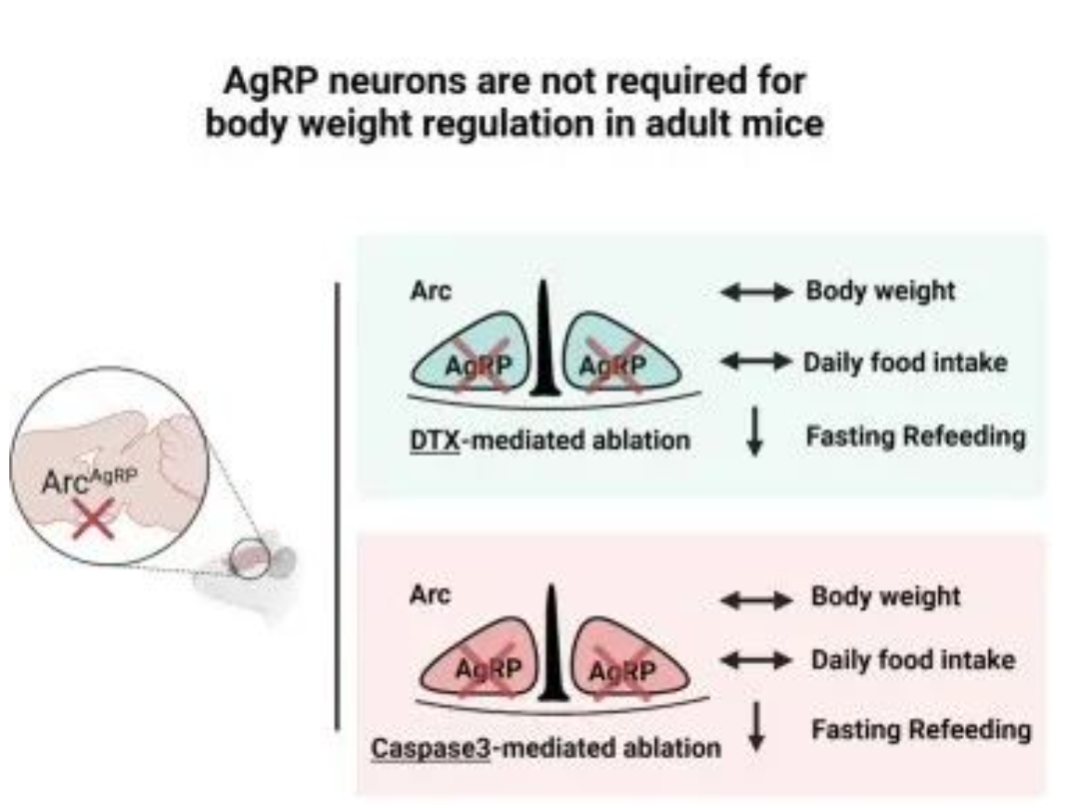 对神经元的理解，神经元存在的意义