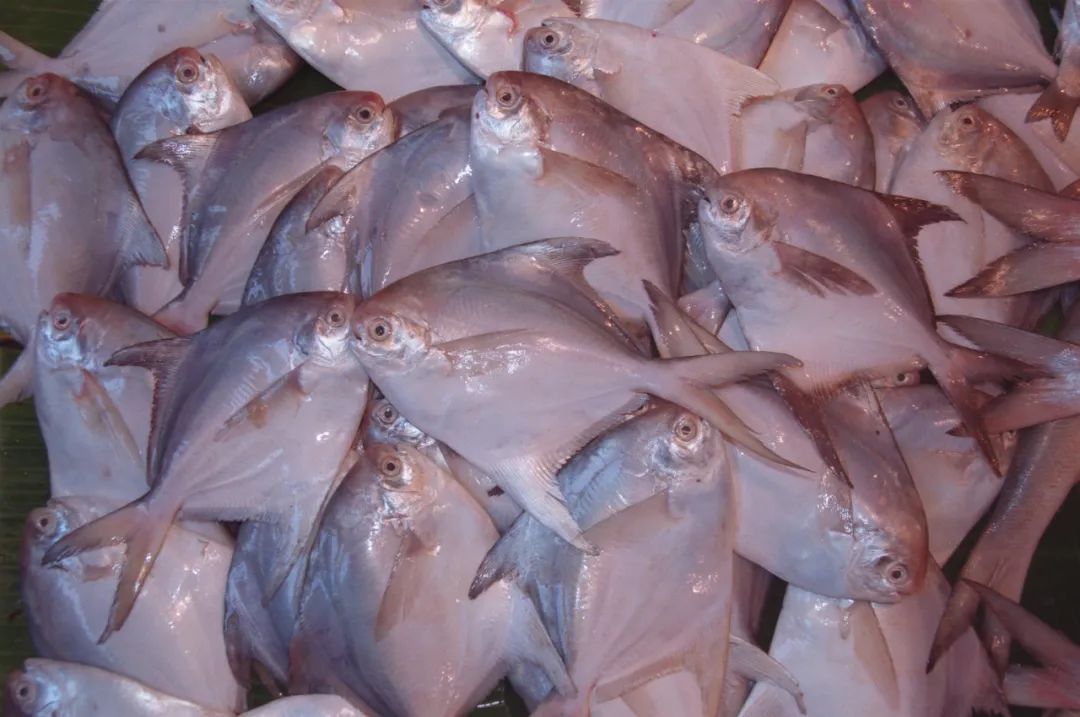 银鲳（Pampus argenteus）图片来源：wikimedia