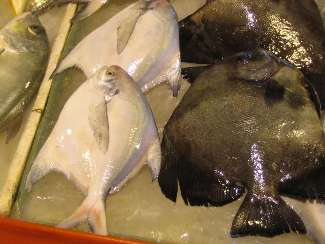 图片来源：wikimedia