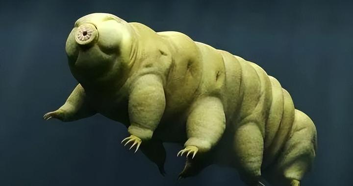 地球上逆天生物大盘点 违背生命规律的三大神奇物种