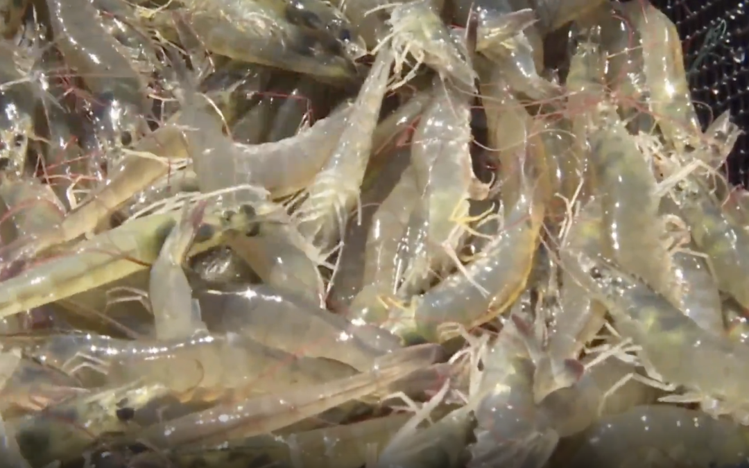 新疆，何以成“水产大省”？