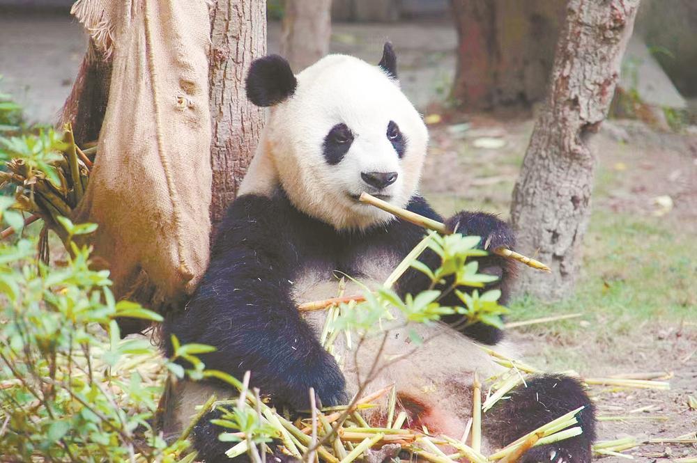 熊猫panda永久免费版 4bf7-00b4a64ee6ebd71c3724520cedee2af6.jpg