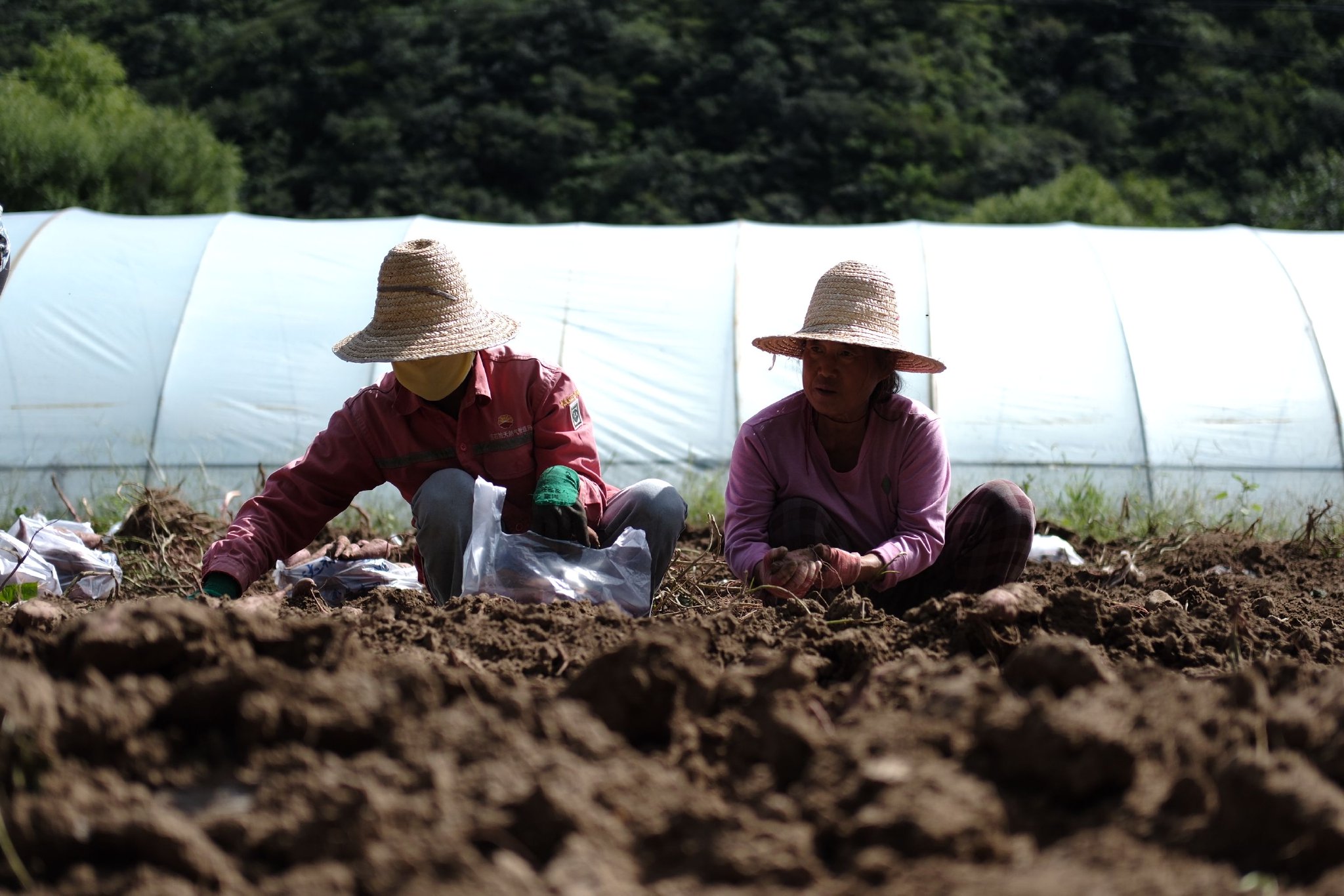 從8月中旬開始,湯河口鎮的甜薯就進入了採收期。新京報記者 曹晶瑞 攝