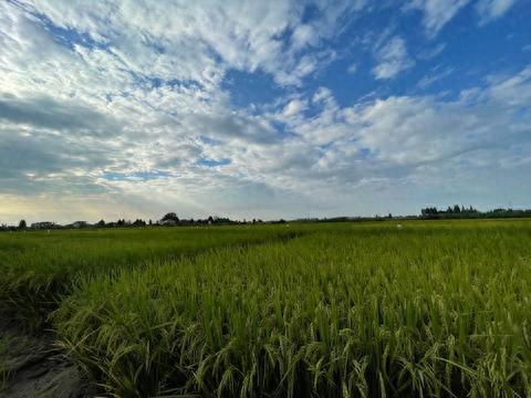 湖南省益阳市南县南洲镇南山村稻虾田里,水稻长势喜人(2023年9月18日摄)。(宋梅 摄)