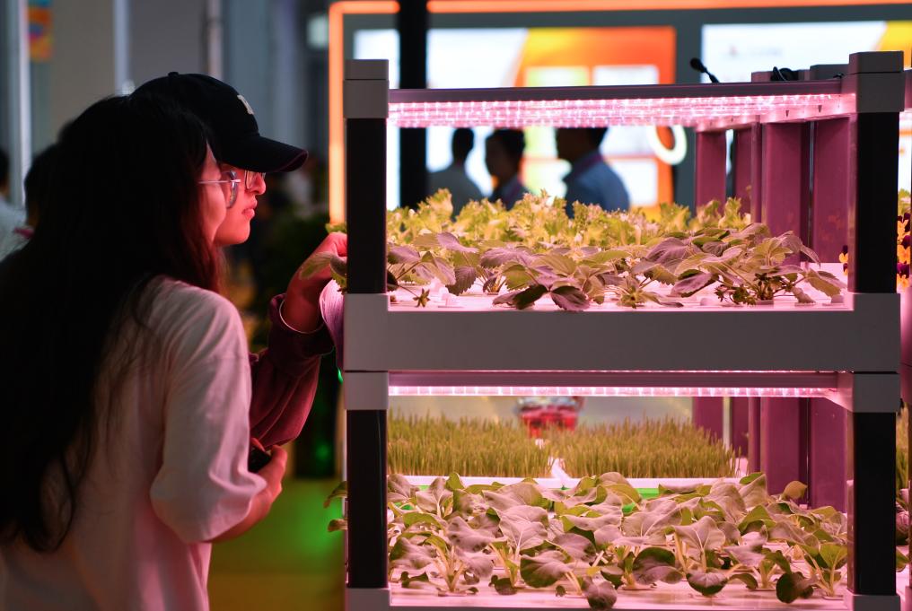 觀眾在陝西糧農展廳參觀無土栽培作物。新華社記者 張博文 攝
