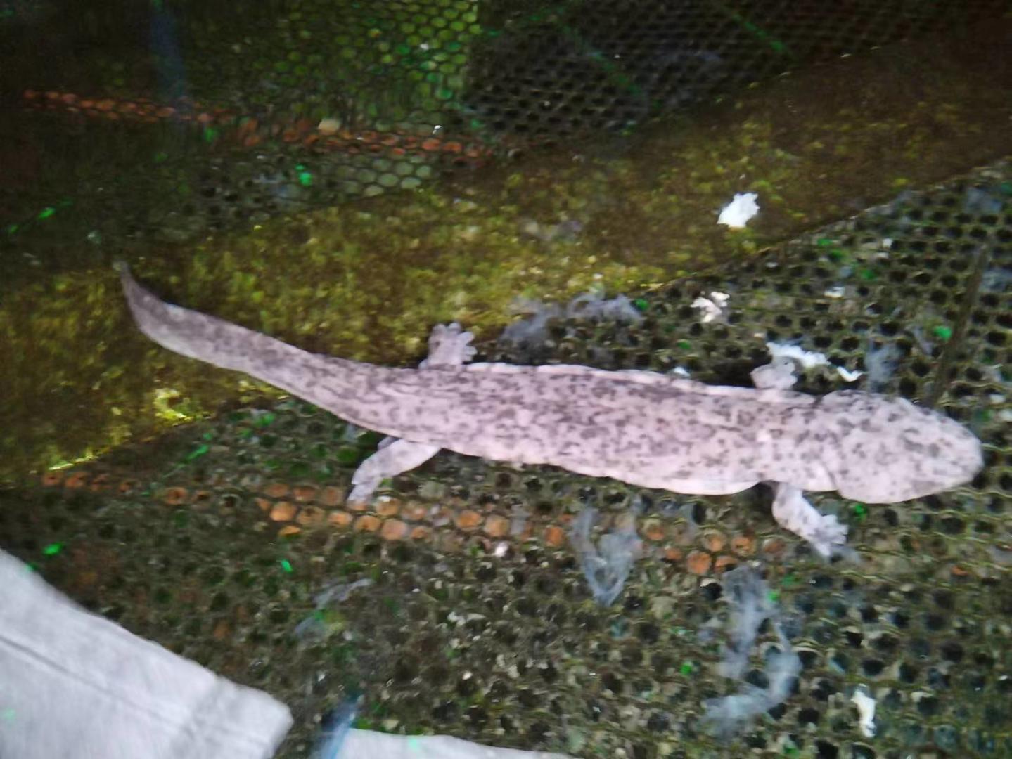 “天价”娃娃鱼养殖跌下神坛：从一斤千元跌至二十元，养殖户转型