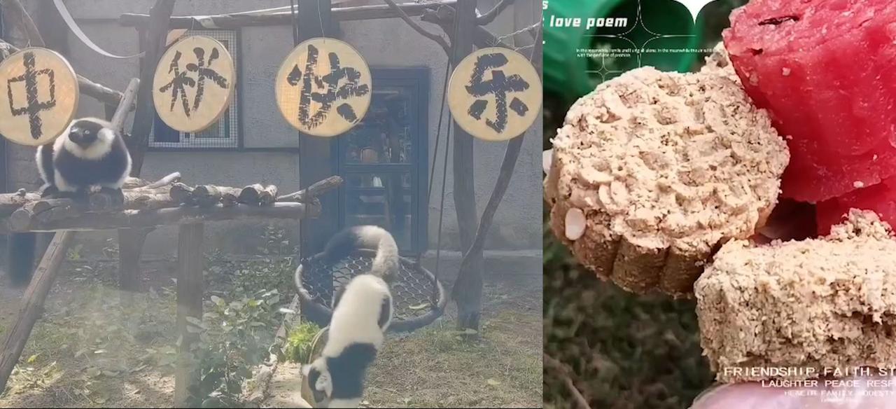 开启投喂模式！北京动物园制作专属月饼为小动物过中秋