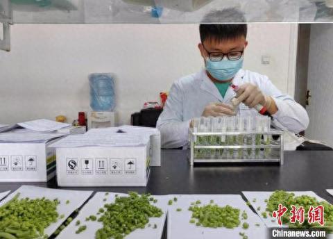 进入九鼎市场的果蔬都要接受农残检测后才能进场交易,做到“应检尽检”。王晓燕 摄