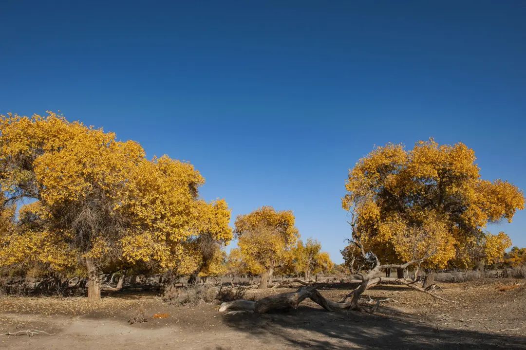额济纳胡杨林金秋景色(图:视觉中国)