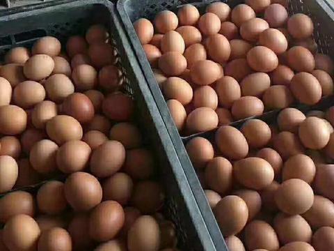 蛋鸡增蛋慢是怎么回事？产蛋鸡用什么药增蛋快？蛋鸡养殖户快来学