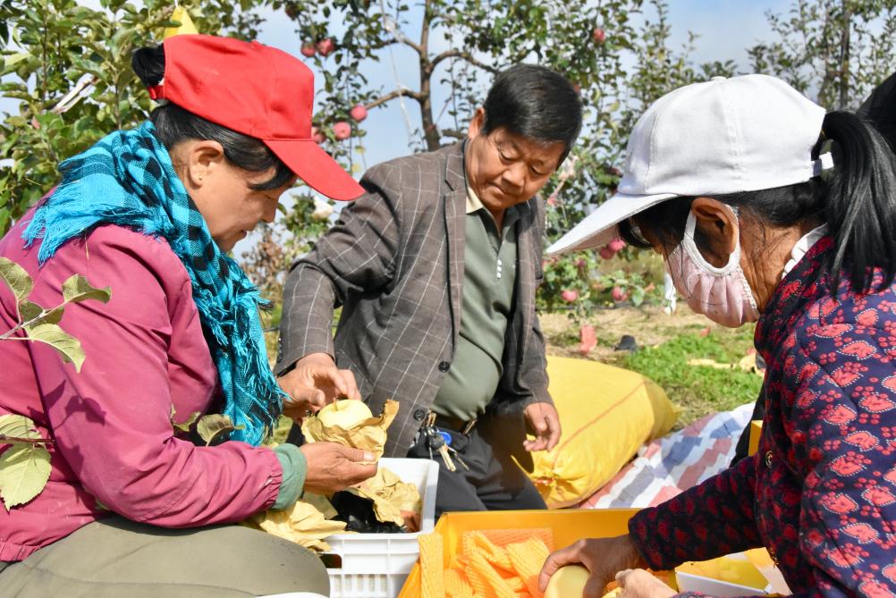 李誌斌（中）和村民一起給蘋果裝箱。 新華社記者 鄭昕 攝